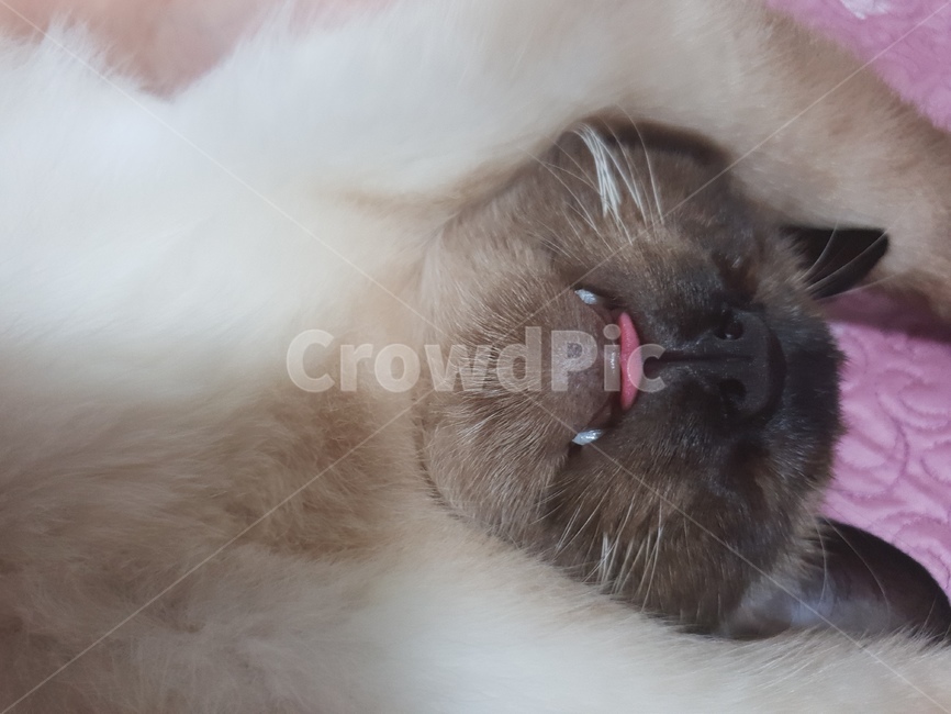 고양이,샴,반려동물,cat,동물,고냥이,샤미,샤미즈,animal
