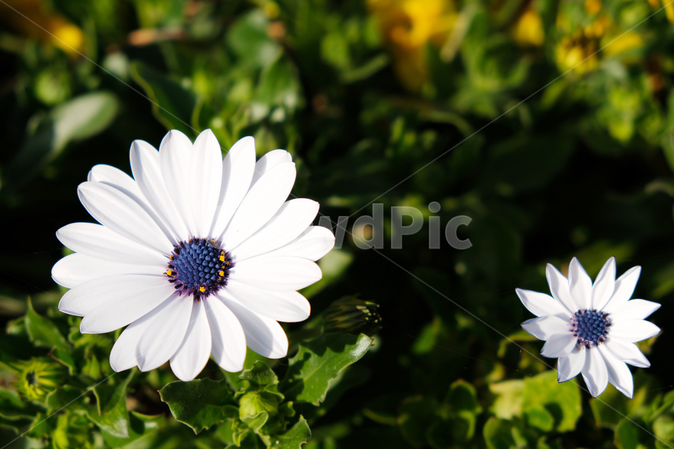 봄꽃,꽃배경,beautiful,blooming,flowerbackground,garden,green,leaf,nature,outfocus,park,season,spring,분홍색꽃,식물,자연,plants,nature,꽃,flower