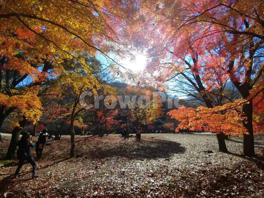 단풍,잎,maple,단풍나무,가을,가을풍경,자연
