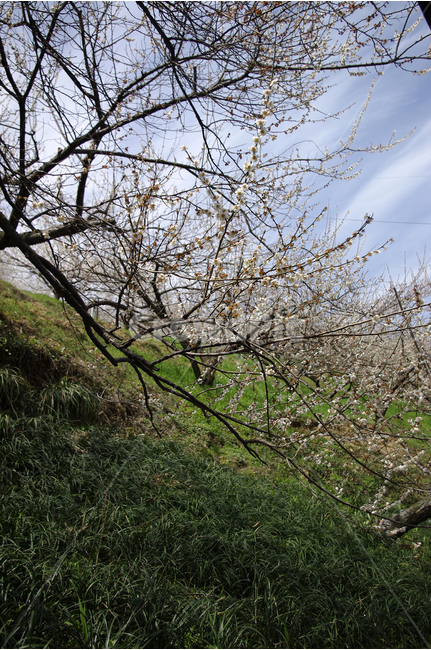 매화,나무,하늘,파란하늘,꽃봉오리,봄,봄날,봄풍경,봄꽃,감성,spring,flower,봄길,산책,봄나들이,식물,꽃,초록,봄,계절,spring,season,식물,자연,plants,nature,꽃,flower,tree,plant,tree trunk,나무 줄기