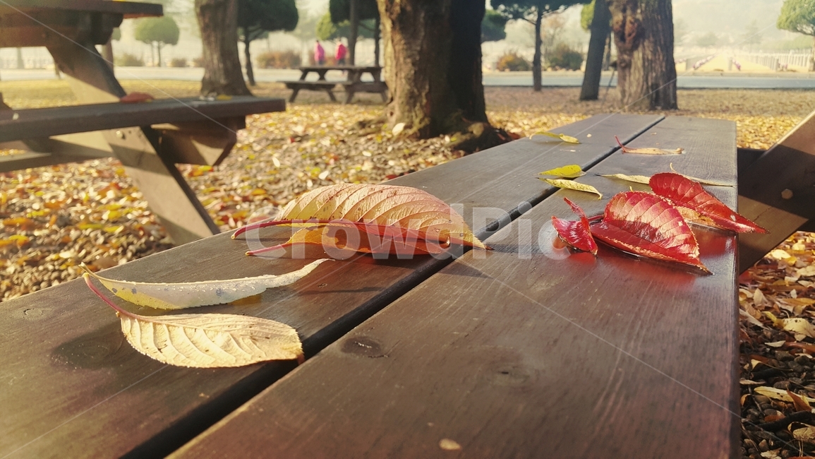 wood,나무,가을,나뭇잎,단풍,fallfoliage,autumncolors,fall,table,가을,계절,fall,autumn,season