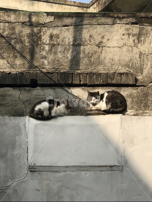 고양이,길고양이,길냥이,길거리,wall,벽,반려동물,애완동물,동물,포유류,스트릿,길,여유,휴식,낮잠,쉼,kitten,cat,cute,cuty,rest,냥,냥이,동물,animal,포유류,mammal,고양이,cat,kitten,kitty