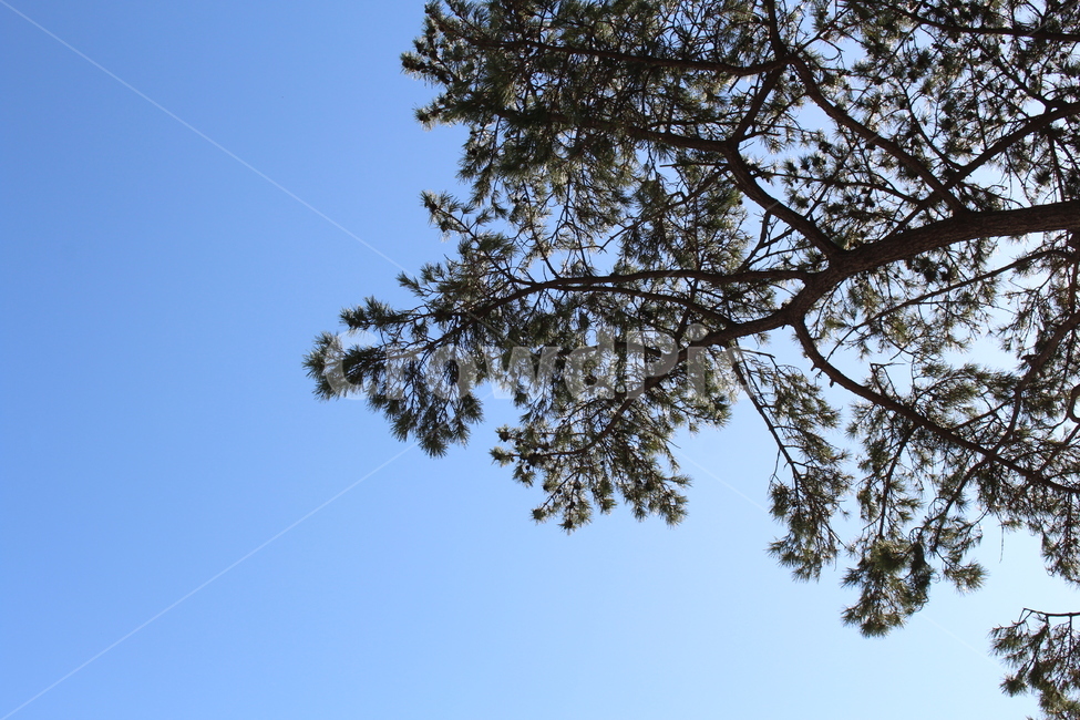 tree,나무,plant,식물,하늘