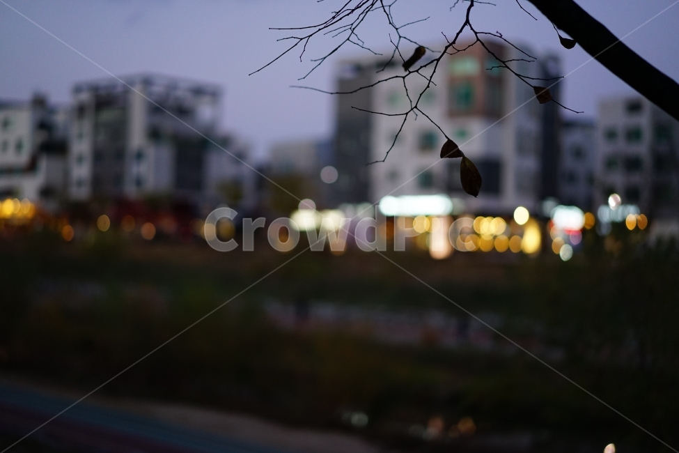 해질녘,풍경,풍경사진,식물,나무,나뭇가지,가지,느낌,감성샷,감성사진,빛,어둠,일상,일상사진,잎,나뭇잎,가을,계절,fall,autumn,season,식물,자연,plants,nature