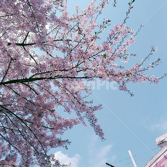 벚꽃,벚꽃하늘,개화,꽃놀이,봄,하늘꽃,4월,봄꽃,꽃구경,꽃,flower,sky,blossom