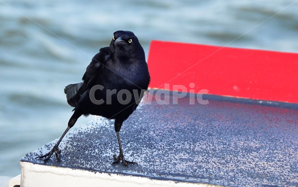 새,animal,동물,까마귀,검은새,동물,animal,조류,새,birds