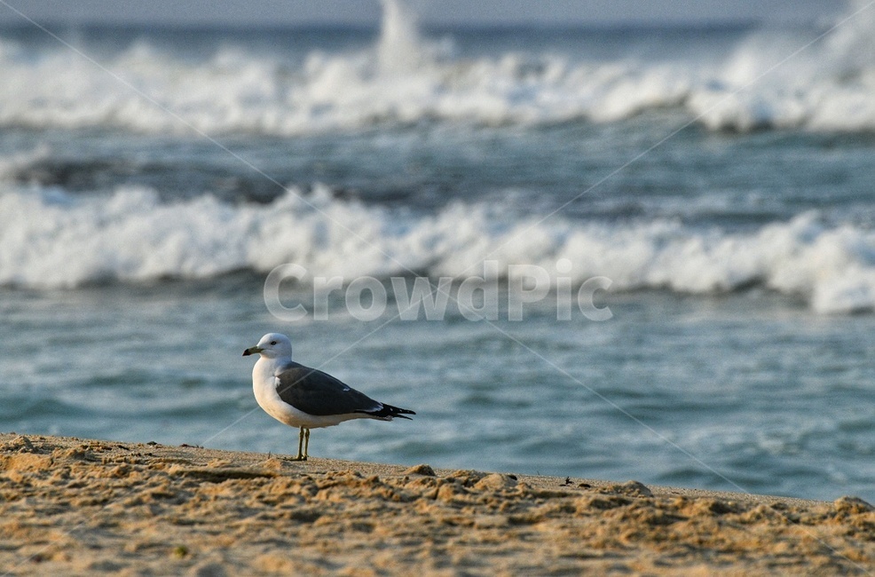 새,조류,바다,파도,해변,해변,바다,beach,sea,동물,animal,조류,새,birds