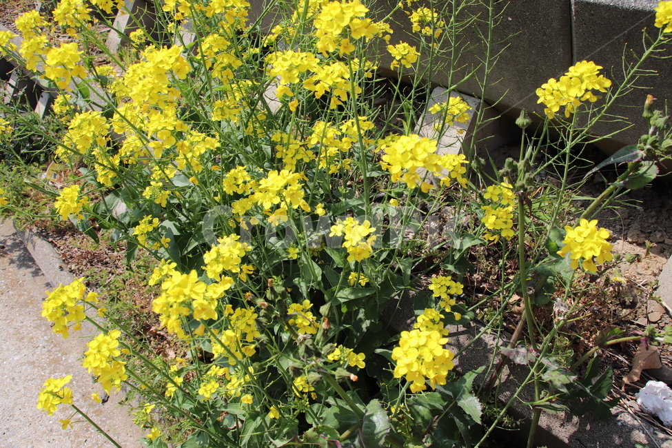 노란꽃,꽃,봄,들풀,길,봄,계절,spring,season,식물,자연,plants,nature,꽃,flower,potted plant,화분,vase,병 장식,jar,항아리,pottery,도기류,plant