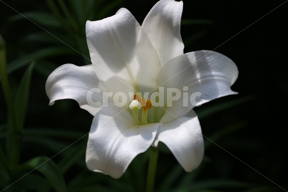 흰색,백합꽃,백합,순결,변함없는사랑,식물,자연,plants,nature,꽃,flower