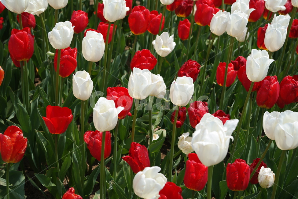 plant,식물,flower,꽃,blossom,튤립