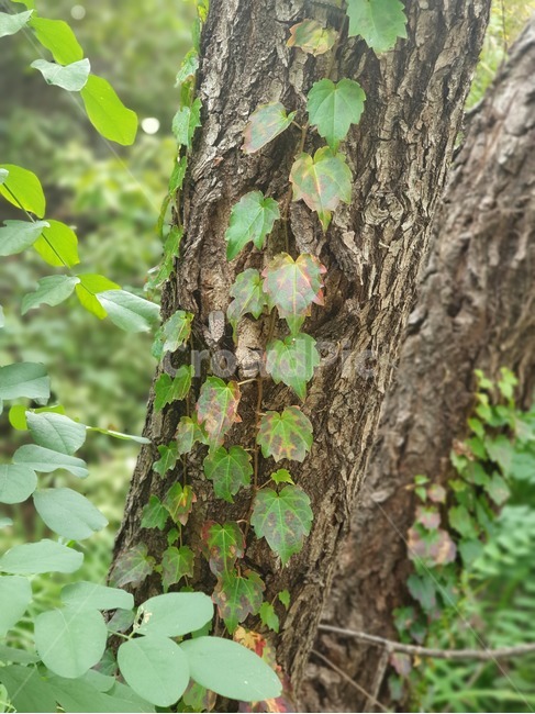 나무줄기,식물,나무,tree,treetrunk,plant,식물,자연,plants,nature
