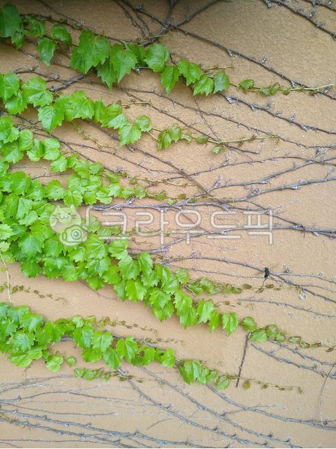 담쟁이,담쟁이덩굴,담쟁이식물,담쟁이잎,덩굴,관상식물