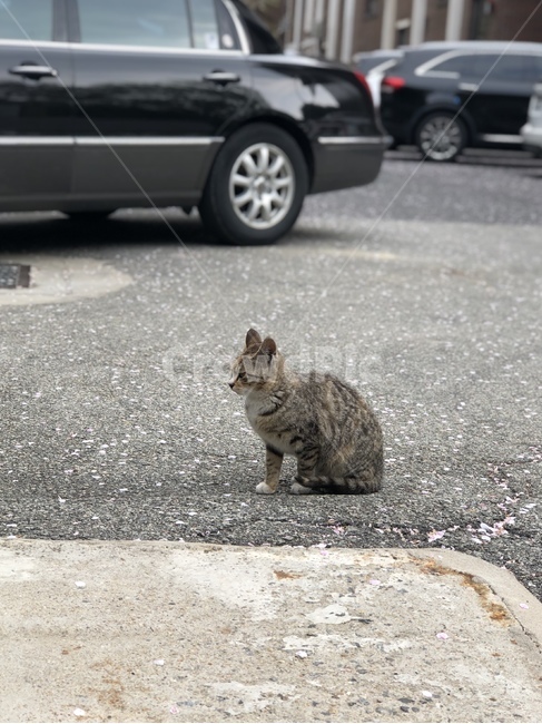 동물,고양이,포유류,산고양이,앉아있는고양이,동물,animal,포유류,mammal,고양이,cat,kitten,kitty