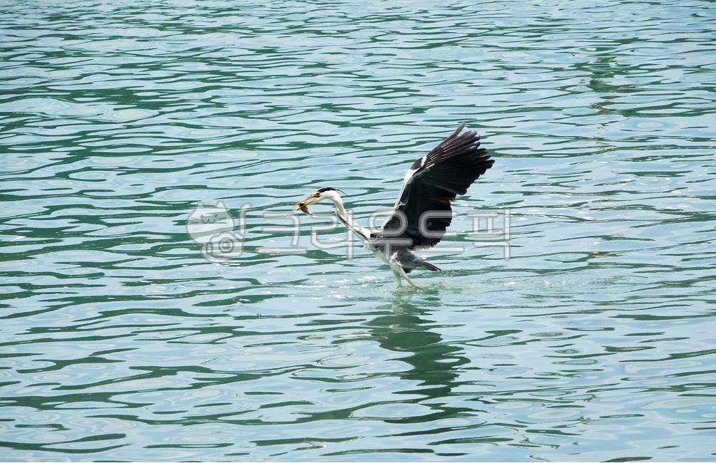 동물,갈매기,왜가리,먹이사냥,먹잇감,부리,물,바다,수면,물고기,다이빙,순간,날렵한,날샌,민첩성,바다새,조류,먹이사슬,해변,야생,야생동물,물장구,날개,날개짓,비상