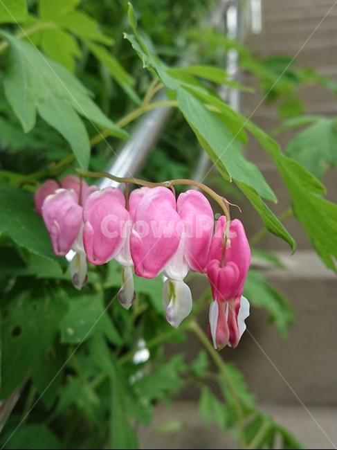 plant,식물,flower,꽃,blossom,금낭화,식물,자연,plants,nature,꽃,flower
