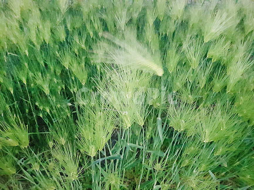청보리,보리,밭,자연,풍경,식물,녹색,plants,nature,감성,sensible,feeling,빛좋은날,휴식,힐링,rest,relaxationhealing,식물,자연,plants,nature