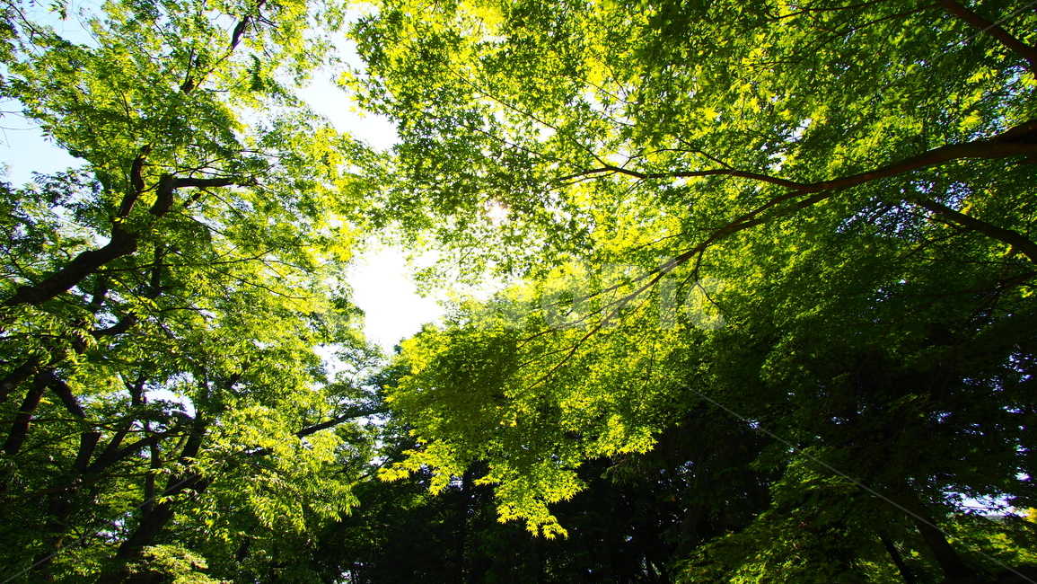 나뭇잎,숲,햇살,초록색,forest,sun,green