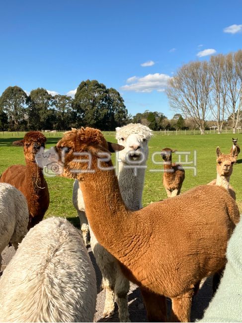 뉴질랜드,알파카,라마,알파카농장,농장,농장체험,동물,귀여운,털,동물원,자연,나무