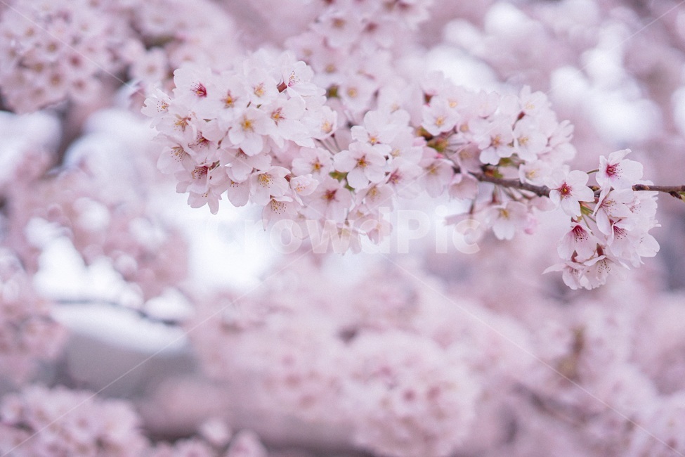 벚꽃,봄,spring,꽃,사쿠라,blossom