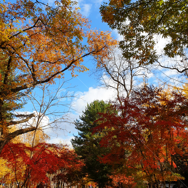 가을,단풍,단풍잎,은행,은행잎,나무,나무줄기,잎,식물,tree,plant,treetrunk,leaf,하늘,sky,autumn,maple