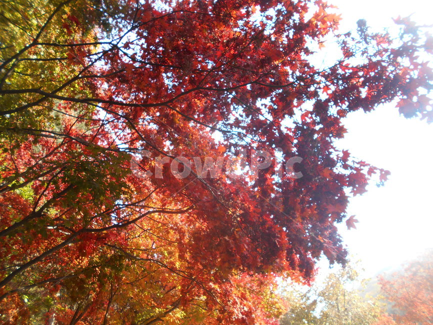 가을,아름다움,붉은단풍,단풍,나무,가을,계절,fall,autumn,season,leaf,잎,plant,식물,tree,maple