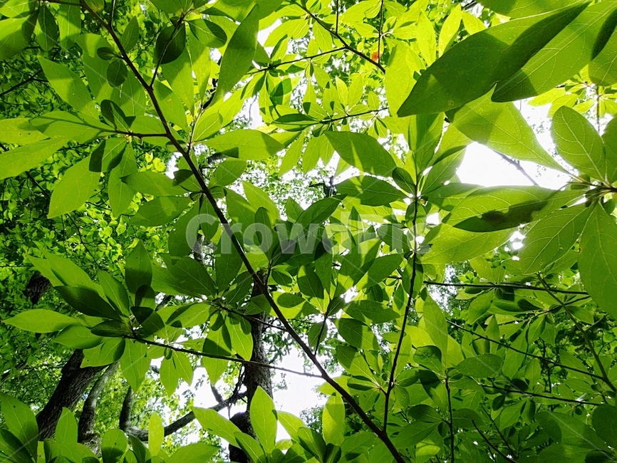 숲,나무,잎,초록,잎사귀,green,woods,plant,식물,자연,nature,환경,environment,신선한,fresh,trees,leaf,leaves