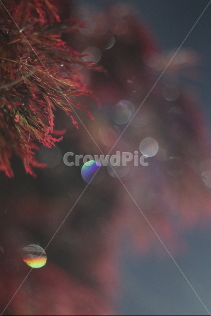 야경,우중,단풍,붉음,보케,가을,계절,fall,autumn,season,식물,자연,plants,nature,tree,나무,plant,leaf,잎