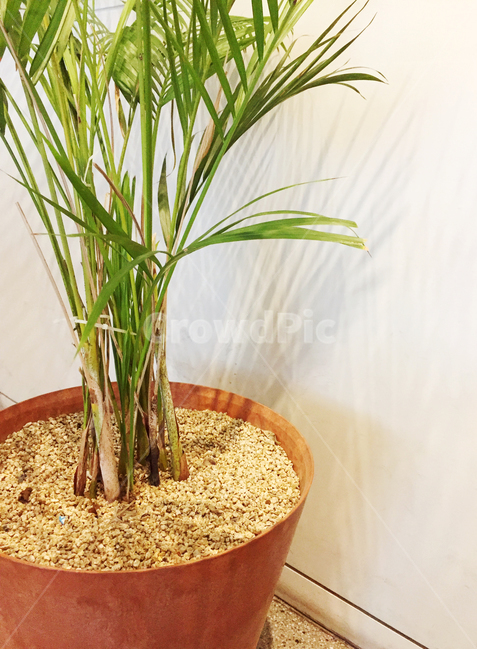 화분,식물,plant,아레카야자,감성,공기정화식물,카페인테리어,실내인테리어,cafe,interior,arecapalm,카페감성,따뜻함,모던함,modern,실내용화초,화분,화초,house plant