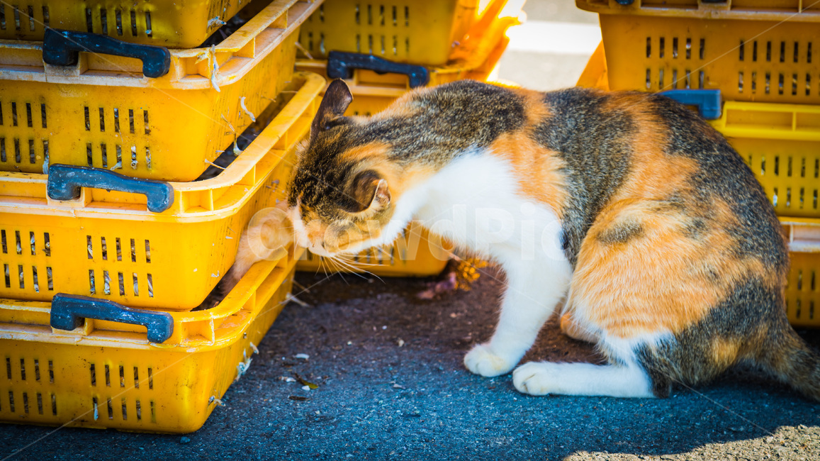고양이,cat,고양이발,멸치,바구니,노란색,고양이도둑,동물,animal,포유류,mammal,고양이,cat,kitten,kitty