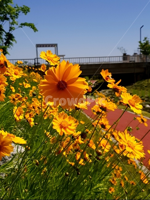 금계국,꽃,노랑,봄,맑음,자연,풍경,5월,봄,계절,spring,season,식물,자연,plants,nature,꽃,flower,plant