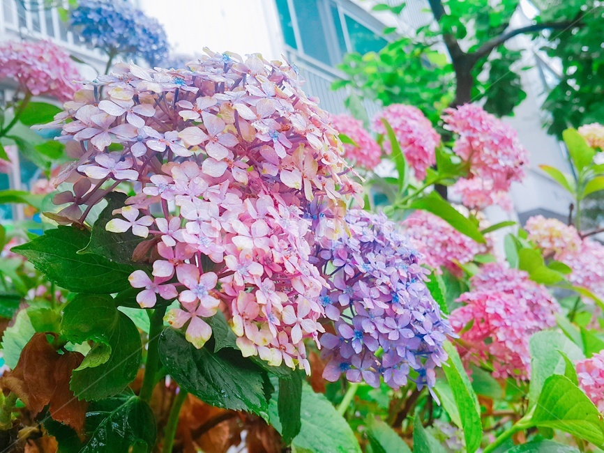 식물,plant,flower,꽃,수국