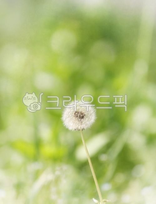 민들레,홀씨,꽃씨,감성,dandelion,dandelionpuffs