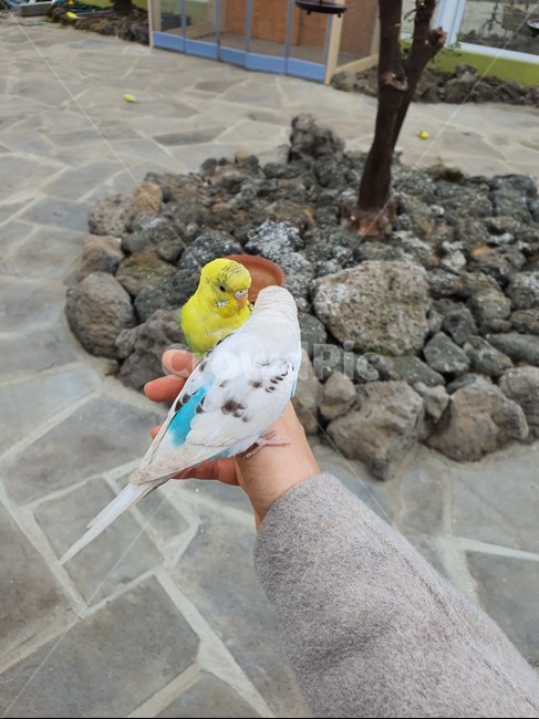 animal,동물,bird,새,앵무개,parrot
