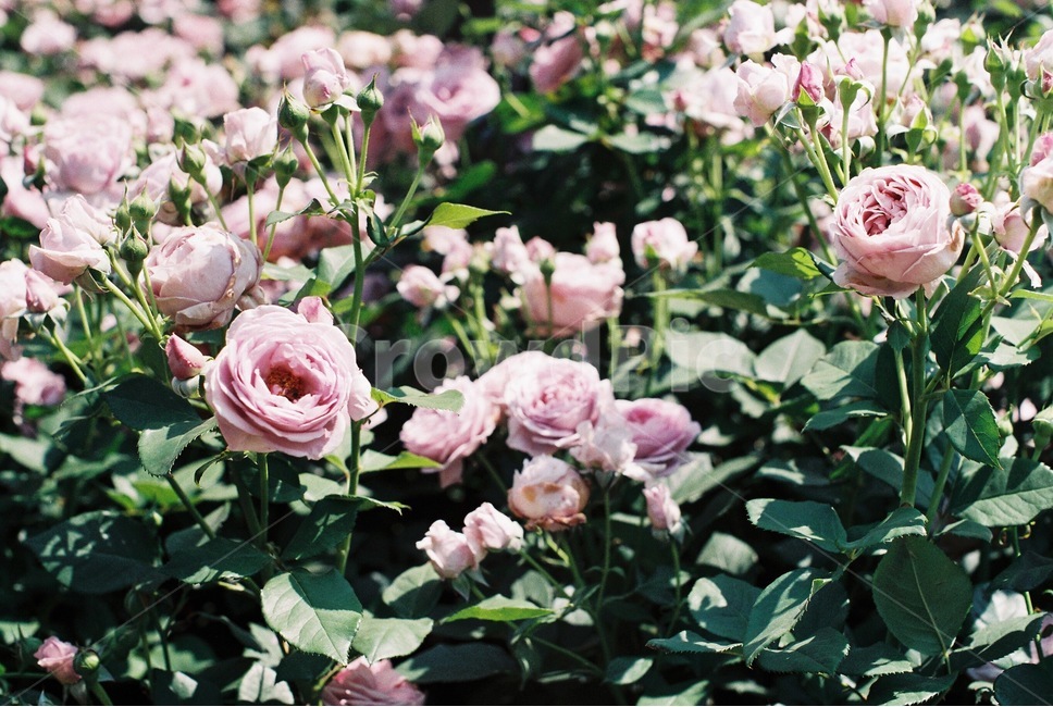 장미,꽃,장미꽃,rose,flower,봄,계절,spring,season,식물,자연,plants,nature,꽃,flower,감성,sensible,feeling,휴식,힐링,rest,relaxation,healing,plant,blossom