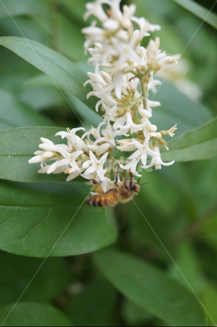 꽃,자연,벌,일벌,곤충,벌침,식물,자연,plants,nature,꽃,flower,동물,animal,곤충,벌레,insect,bug