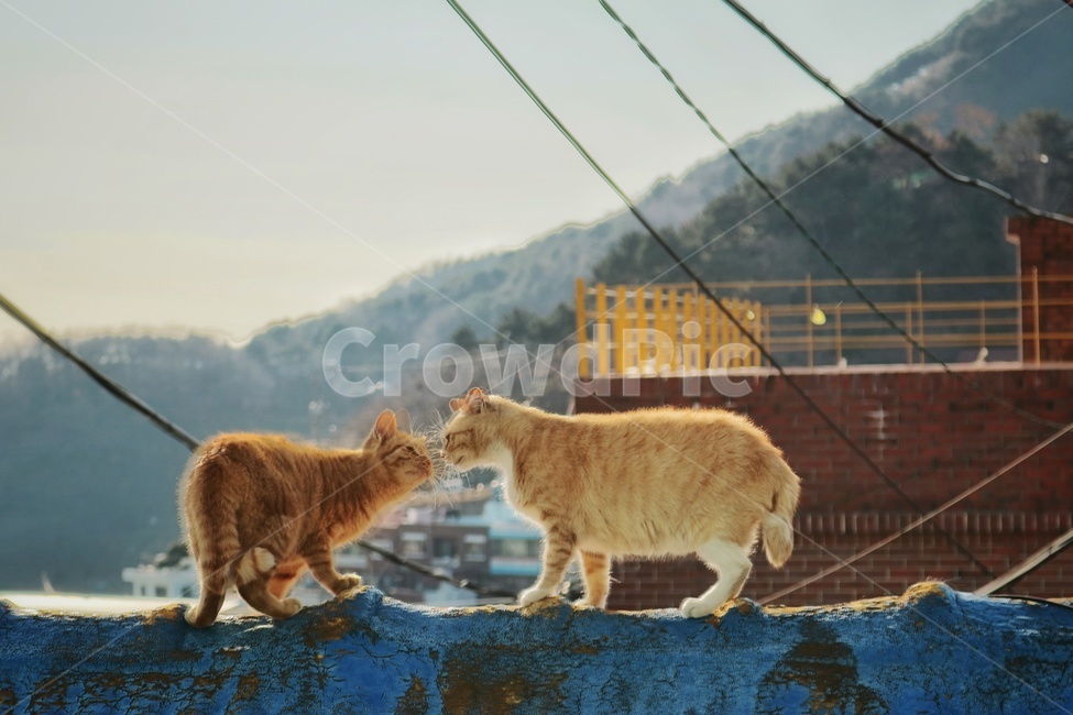 고양이,키스,cats,동물,지붕,동물,animal,포유류,mammal,고양이,cat,kitten,kitty,감성,sensible,feeling