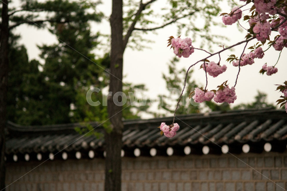 한옥,종로,서울,plant,식물,flower,blossom,꽃,식물,자연,plants,nature,꽃,flower