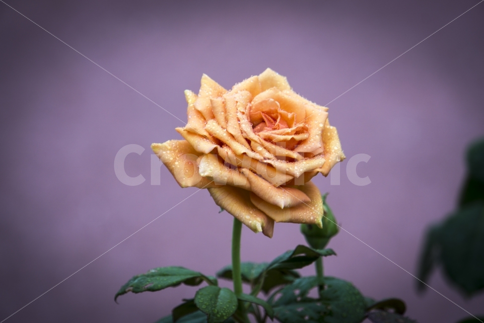 꽃,비오는날,식물,여름,울산,울산대공원,장미,flower,rose,사랑,물방울,비,비오는날,rain,rainy,식물,자연,plants,nature,꽃,flower