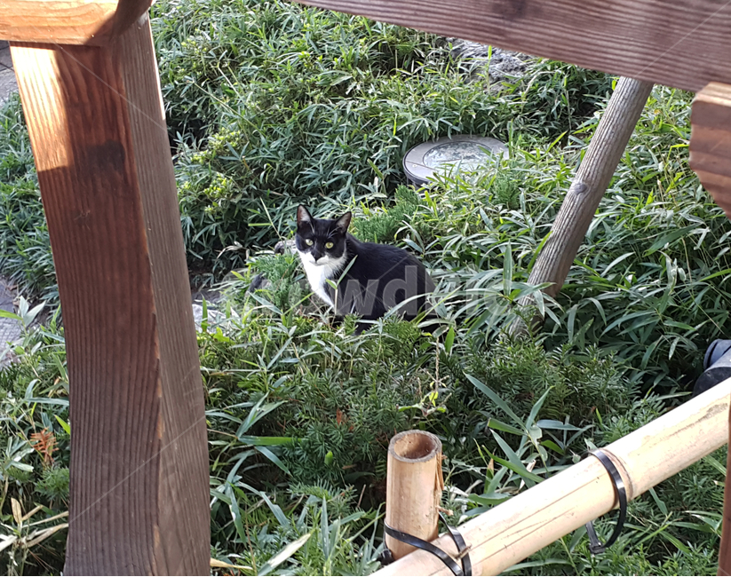 고양이,검정고양이,흰색무늬,풀,길고양이,동물,animal,포유류,mammal,고양이,cat,kitten,kitty