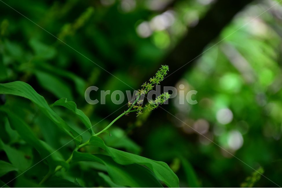 자주솜대,야생화,꽃,식물,자연,생태,플라워,flower,plants,nature,식물,자연,plants,nature,꽃,flower