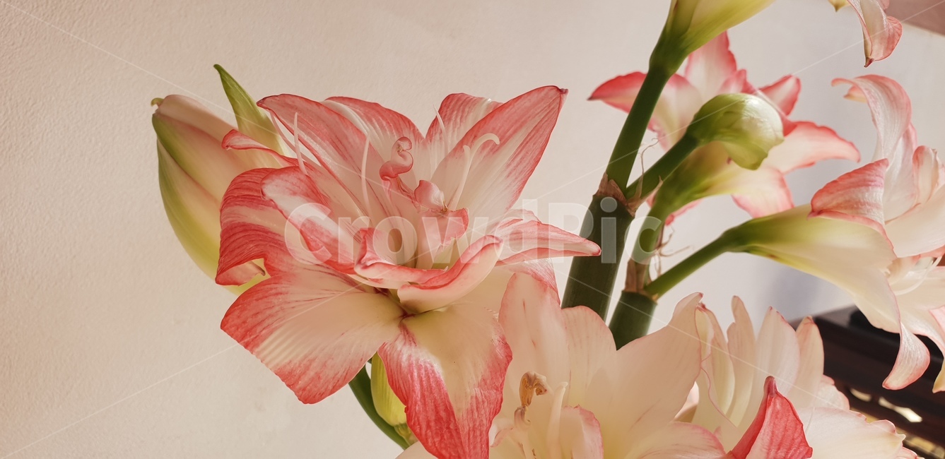 아마릴리스,꽃그림,꽃,식물,flower,꽃,flower