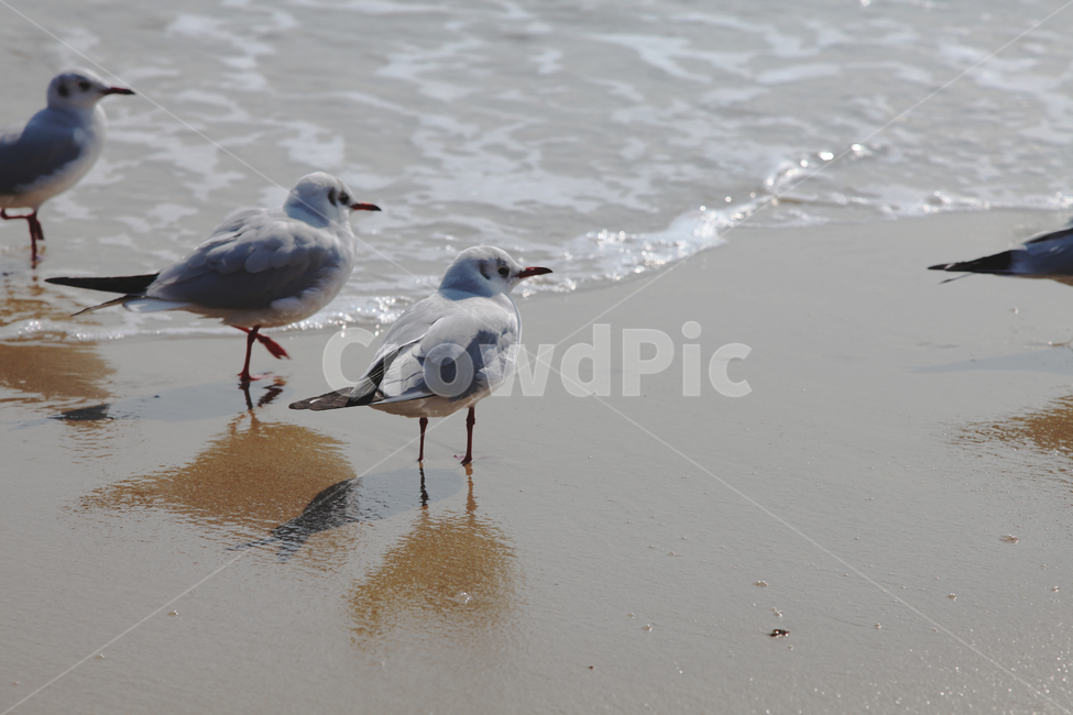 새,바다,해변,포말,자연,동물,animal,조류,새,birds