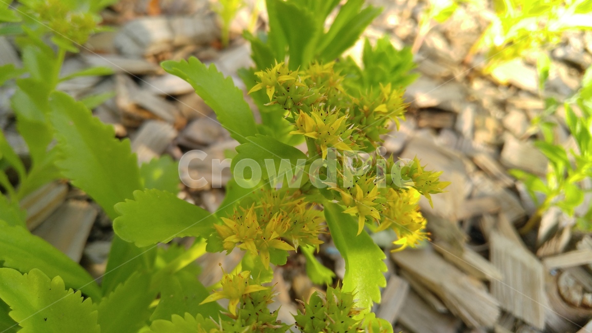 기린초,꽃,노랑꽃,노랑색,식물,연두색,녹색,갈색,배경,감성,계절,kirincho,yellowflower,flower,yellow,flants,green,brown,background,emotional,season