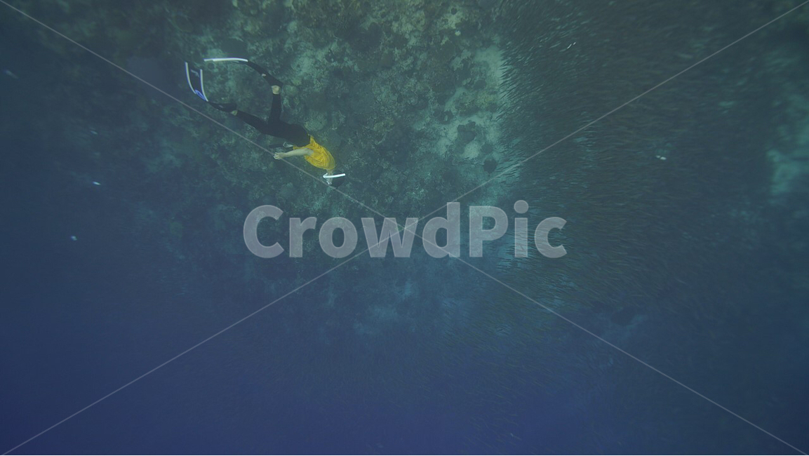 Freediving,diving,underwater photography,ocean,Pisces,fish,sardine,water