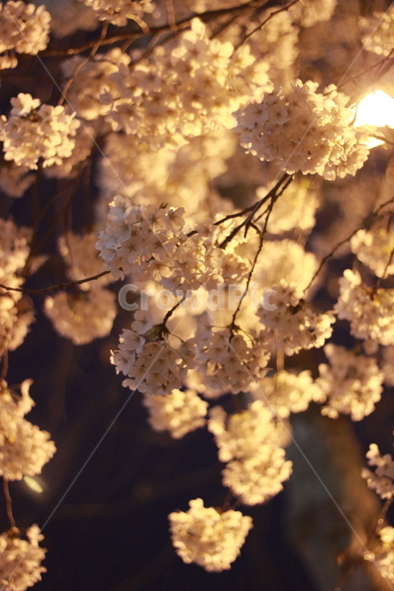 봄,벚꽃,가로등,밤하늘,꽃,봄,계절,spring,season,야경,밤,풍경,nightscape,night,landscape,plant,식물,flower,cherry blossom,blossom