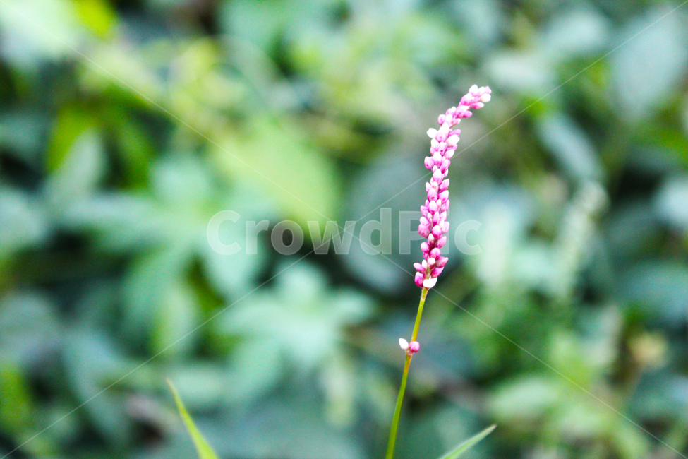 꽃,들꽃,자연,초록색,자주색,식물,자연,plants,nature,꽃,flower