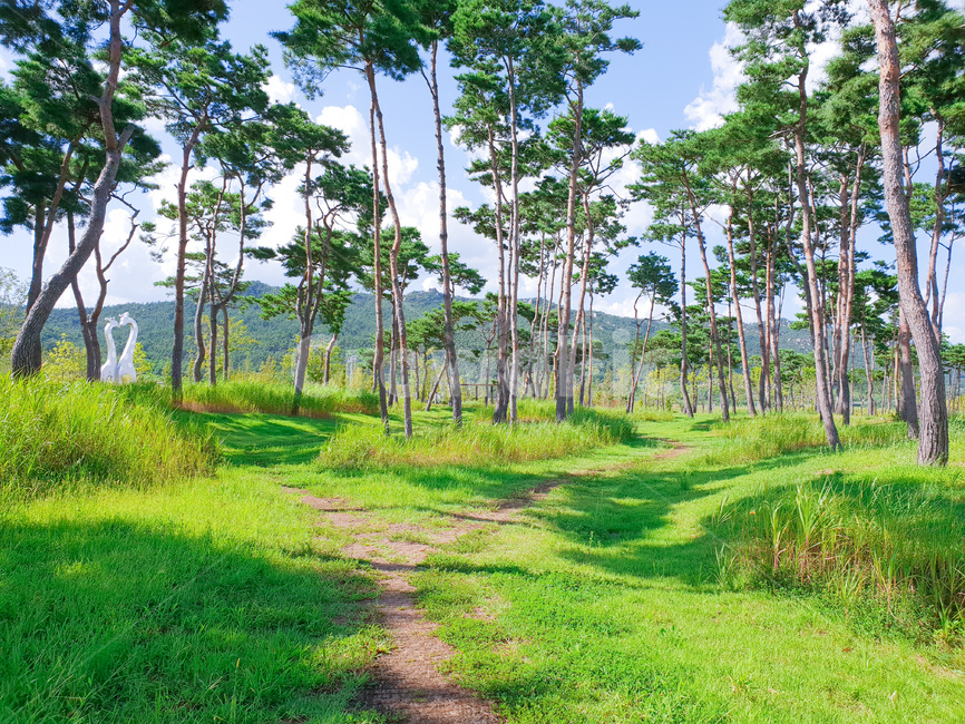 소나무,공원,초록,잔디,하늘,풍경,자연,풍경,nature,landscape,tree,나무,plant,식물