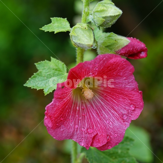 꽃,flower,접시꽃,plant,식물,blossom,식물,자연,plants,nature,꽃,flower