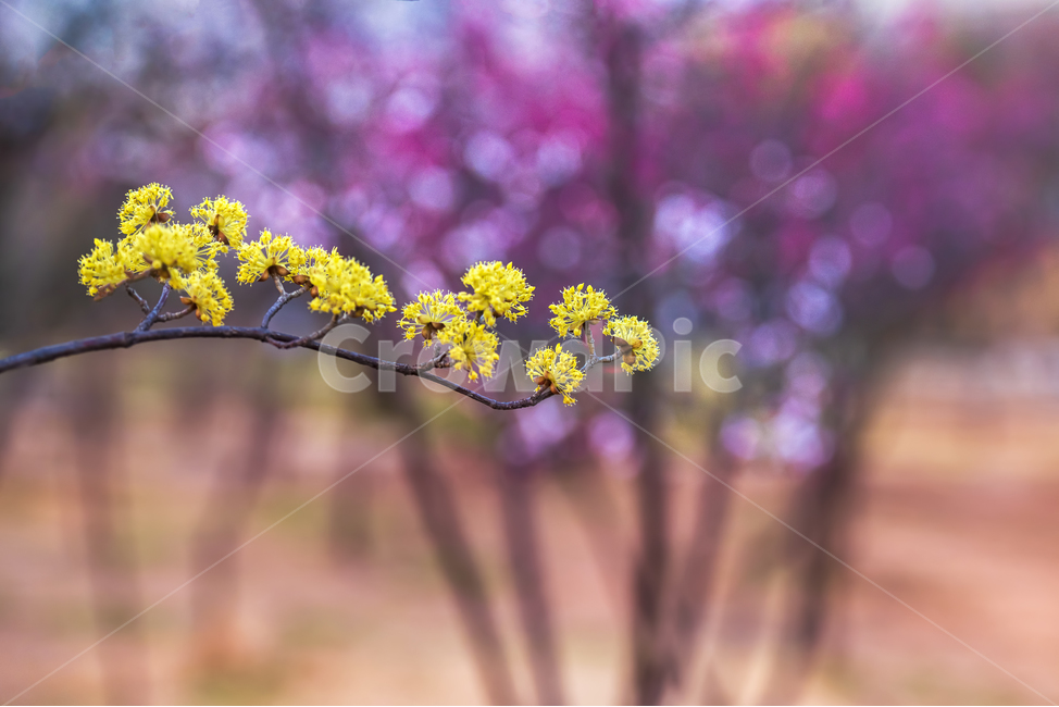 산수유,매화,홍매화,식물,꽃,spring,flower,봄,계절,spring,season