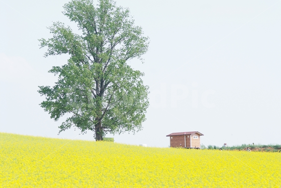 봄,꽃밭,유채꽃,유채꽃밭,풍경,봄풍경,노란색,yellow,tree,나무,봄,계절,spring,season,자연,풍경,nature,landscape,한국자연풍경,한국자연경관,korea nature landscape,식물,plants,나무,trees,wood,plant